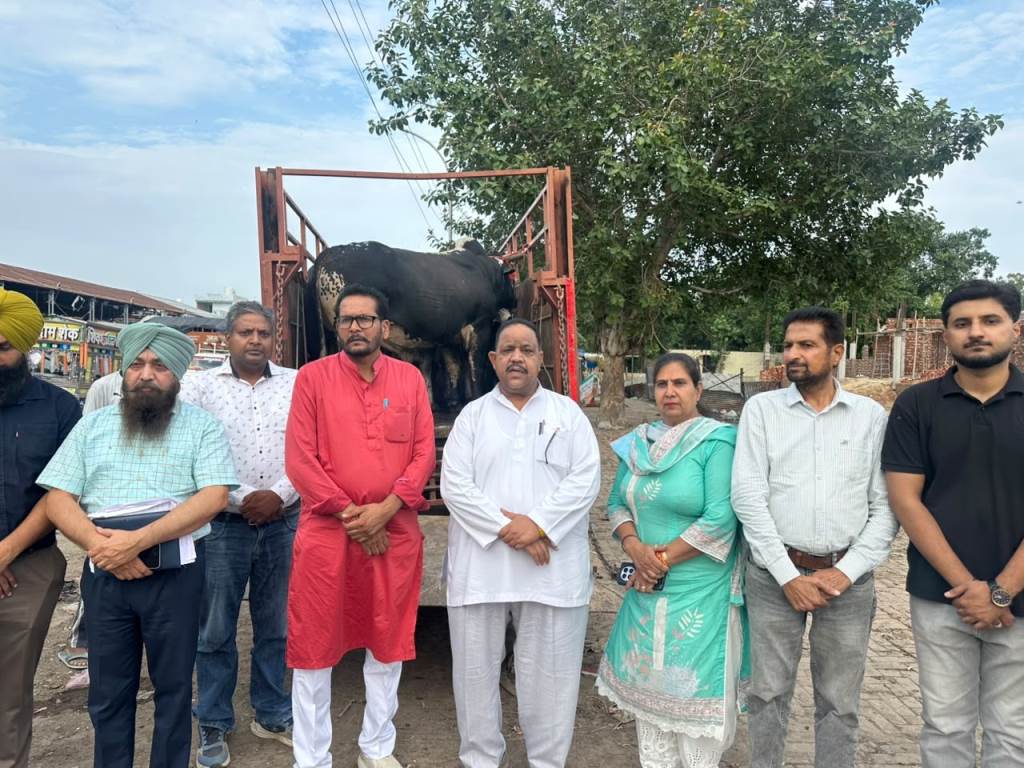 Special Drive to Remove Stray Cattle from Roads Continues in Sunam Over 115 Cattle Shifted to Gaushalas in 10 Days